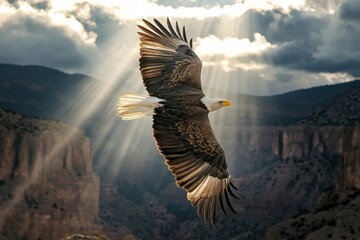 Fototapeta premium A powerful eagle glides gracefully high above a vast canyon, with beams of sunlight piercing through the clouds, creating a dramatic natural display at a moment of tranquility