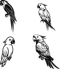 A vibrant vector illustration set of diverse tropical birds, like parrots, macaws, animal silhouette
