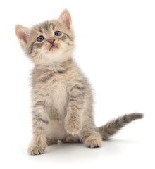 Kitten on white background.