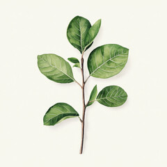 Naklejka premium beautiful green branch with large leaves, showcasing natural beauty and intricate details. Perfect for design projects