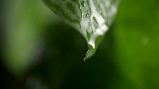 Slow motion of water droplet falling from fresh green leaf. Alternative herb skin care medicine concept. Herbal essence dropping from leaf close up. Organic serum drop or green tea tree oil extract