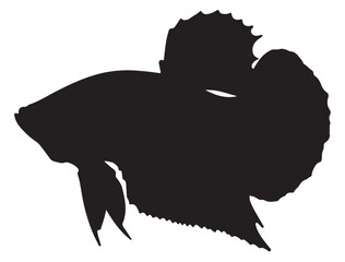  Betta Fish Silhouette