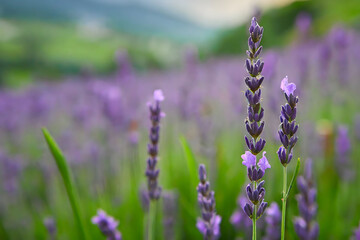 Obraz premium Serenity in Nature’s Aroma .Lavender Fields in Bloom