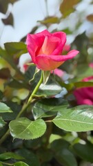 red rose in the garden