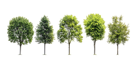 Fototapeta premium Pack Collection Five Lush Green Trees Natures Vibrant Canopy set against transparent background