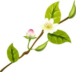 Jasmine Flower Branch with Bud