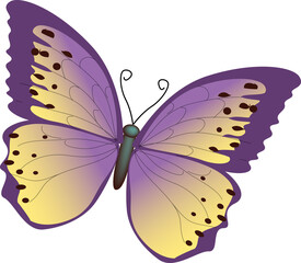 Purple and Yellow Butterfly