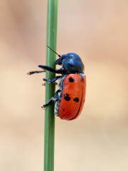 Lachnaia is a genus of leaf beetles in the subfamily Cryptocephalinae. It can be found in Algeria, Morocco, and south Spain