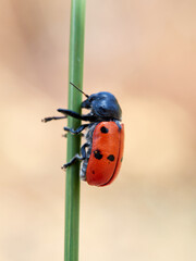 Obraz premium Lachnaia is a genus of leaf beetles in the subfamily Cryptocephalinae. It can be found in Algeria, Morocco, and south Spain