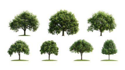 Pack Collection 8 Realistic Oak Trees Perfect for Landscaping Designs  3D Models set against transparent background