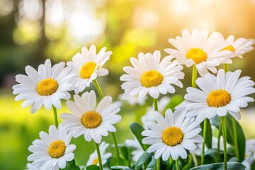 Obraz premium Golden Light on Daisies Swaying Gently in the Breeze in a Field of Nature