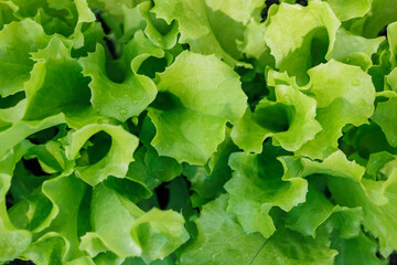 Close up of a head of lettuce, with its leaves appearing to be wet