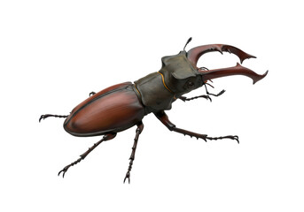 Isolated Majestic Stag Beetle with Prominent Mandibles