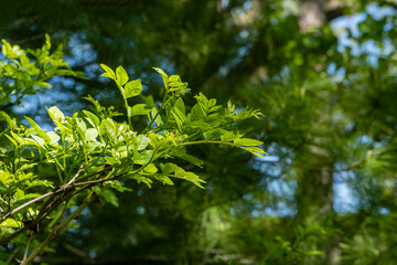 Close-up view of vibrant green leaves on branch Zanthoxylum americanum, Prickly Ash (Szechuan Pepper) tree, set against backdrop of lush, blurred foliage under clear blue sky.