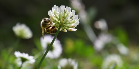 abeille du jardin 40