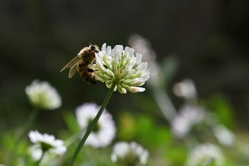 abeille du jardin 39