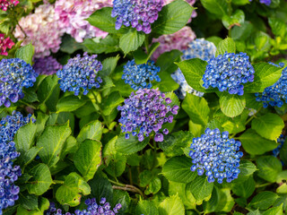 青と紫の紫陽花