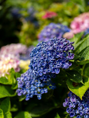 青と紫の紫陽花