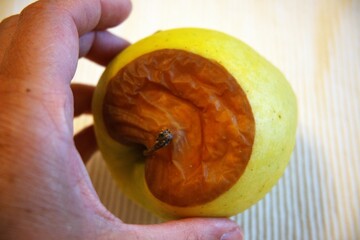 Rotten apple in hand with white background close up.