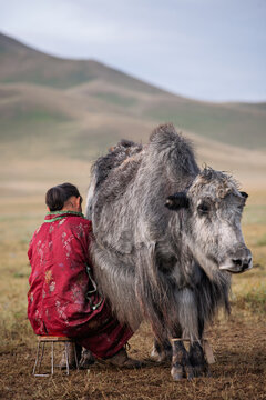Nomadic woman milking a yak in the Mongolian steppe, wearing a traditional deel against a backdrop of rolling hills.
