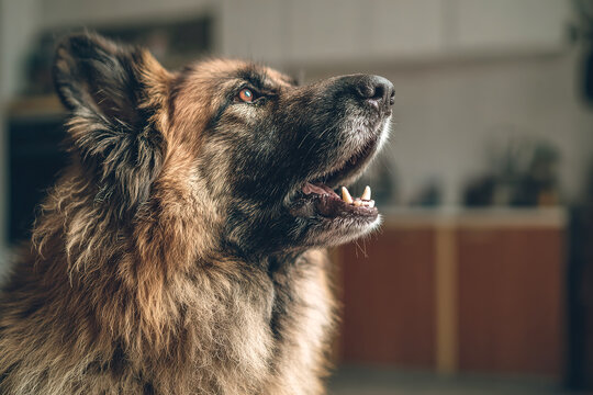 Close-up head German Shepherd dog open mouth attentive expression looking up blurred interior background