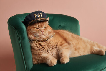 Fat cat - Cat portrait relaxing on green chair wearing hat