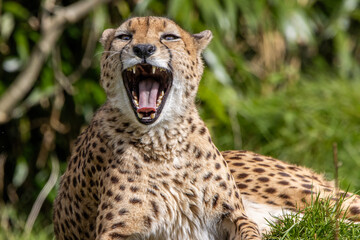 A beautiful cheetah close up 