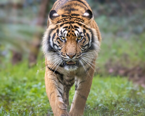 Sumatran tiger