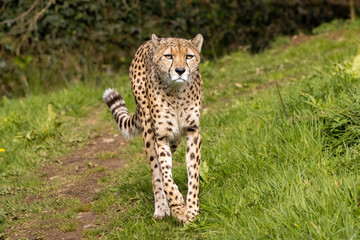 A beautiful cheetah close up 