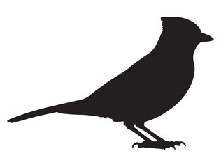  Blue Jay Bird Silhouette