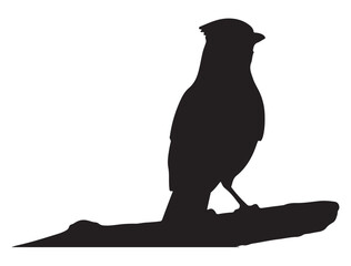  Blue Jay Bird Silhouette