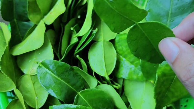 Footage of a pile of kaffir lime leaves. These leaves are used to cook some foods, they taste good. culinary concept