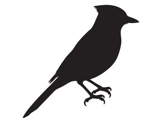  Blue Jay Bird Silhouette