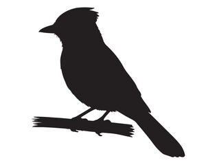  Blue Jay Bird Silhouette