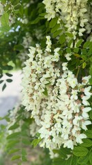 white flowers in the garden
