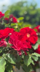 red rose in the garden