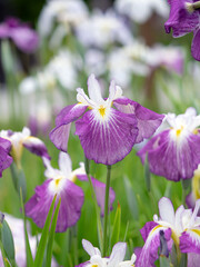 満開のハナショウブ　東京都