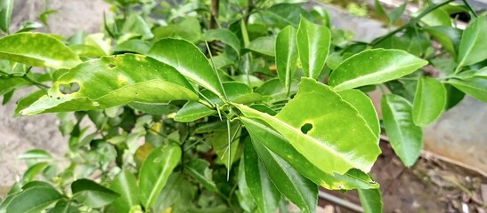 Close Up of Damaged Citrus Leaves on a Tree