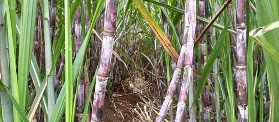 Dense Field of Purple Sugarcane Stalks
