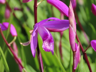 紫色のシランの花のクローズアップと緑の背景