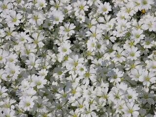 芝桜（リトルドット）の白い花が咲き誇る風景