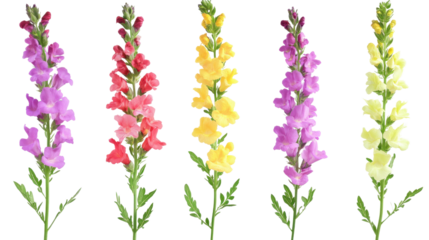 Set of snapdragon flowers in multiple colors on white background

