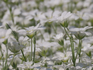 芝桜（リトルドット）の白い花が咲き誇る風景
