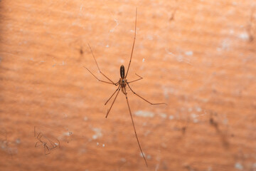 Daddy Long Legs Spider on Web against Wall Background