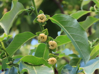 豆柿の花のクローズアップと緑の葉　Close-up of a Japanese persimmon flower...