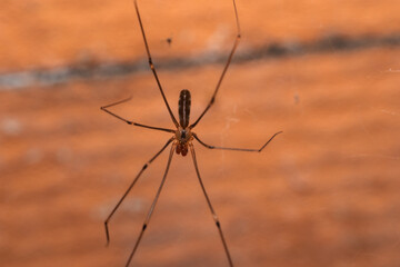 Macro Close-Up of Daddy Long Legs Spider on Wooden Background
