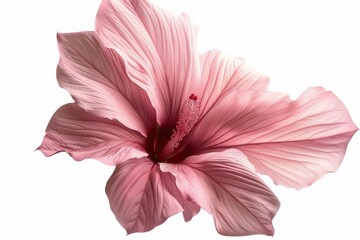 High Quality Picture of Pink Petal Flower Isolated on White Background