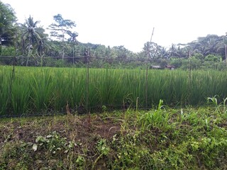 Lush Green Napier Grass Field in Rural Landscape