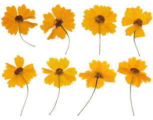 Close-up of pressed yellow plains coreopsis flower collection