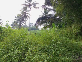 Overgrown Tropical Vegetation with Palm Trees in Background